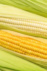 Fresh corn on white background