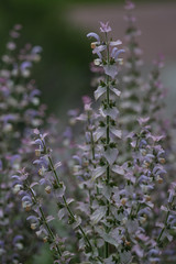 Southernwood portrait in a garden with a path out of focus