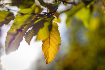Ein Blatt in herbstlichen Farben an einem Ast umgeben von Sonnenschein. Die Struktur des Blattes scheint durch das Blatt.