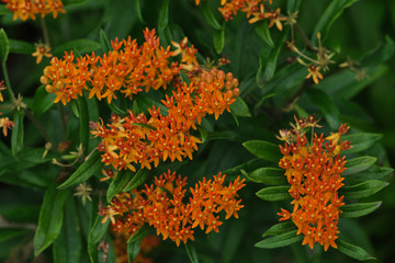 Mexican Butterfly Weed close up near viewed from above