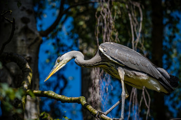 Fishing and hunting Great blue heron or Ardea herodias sitting in a in a tree against a blue sky and green leafs