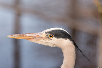 Close up portrait of a Great blue heron or Ardea herodias against blue background with sharp feathers and a sharp eye