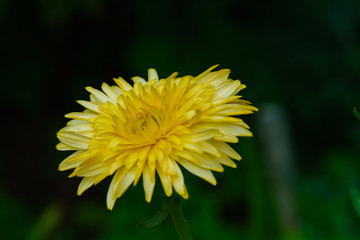 Common Dandelion