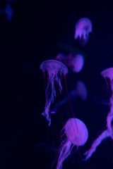 Purple Jellyfish. Glowing, aquatic.