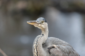 sharp eye of a blurry Great blue heron or Ardea herodias against a blurry background