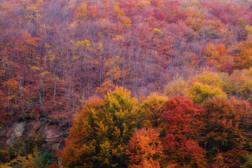 autumn colors in the forest