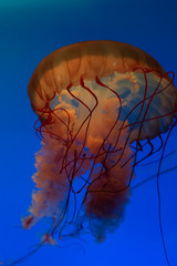 Jellyfish in a blue aquarium. Jellyfish closeup. Glowing, aquatic.