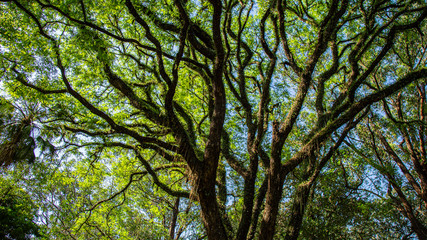 PARQUE DO IBIRAPUERA - SÃO PAULO