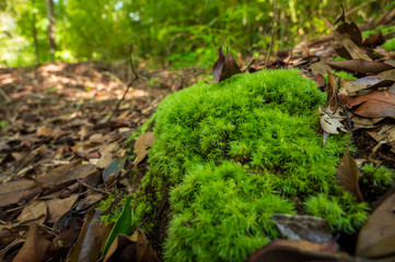 Green moss is growing at the root of the tree. Moss texture in nature for wallpaper. soft focus.