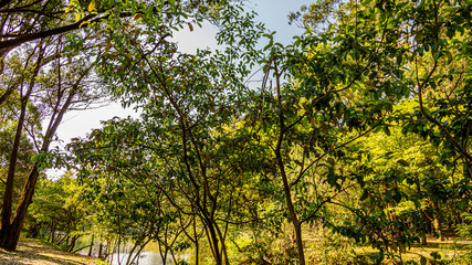 PARQUE DO IBIRAPUERA - SÃO PAULO