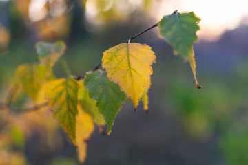 Autumn birch leaves on sunset background