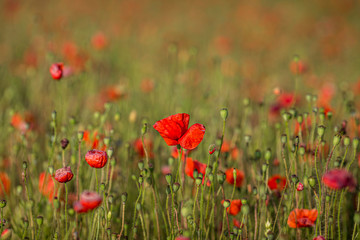 A poppy field in summer, with a shallow depth of field