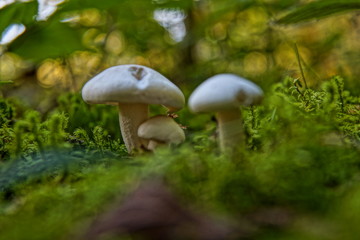Pilze Fotografie Wald