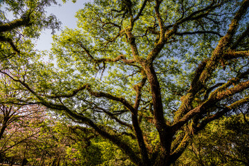 PARQUE DO IBIRAPUERA - SÃO PAULO