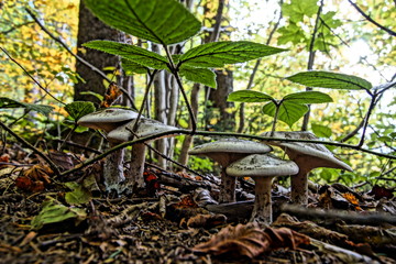 Pilze Fotografie Wald