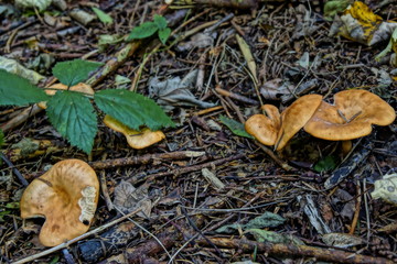 Pilze Fotografie Wald