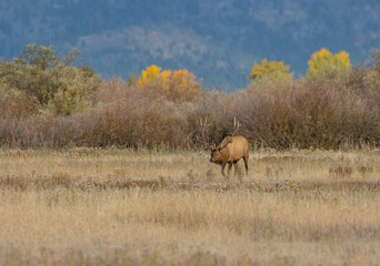 Obraz na płótnie Canvas Bull Elk During the Fall Rut in Wyoming
