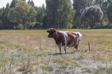Naklejka premium A cow grazes in the meadow