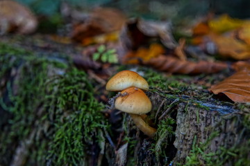 Pilze Fotografie Wald