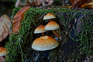 Pilze Fotografie Wald