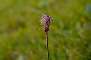 A single blooming plant, close up, texutred and sharp, messy plant