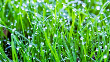 green grass with water drops
