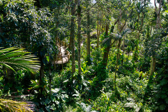 Suspended bridges at top of the trees in Parc Des Mamelles, Guadeloupe Zoo in the middle of the rainforest on Chemin de la Retraite, Bouillante. French Caribbean.