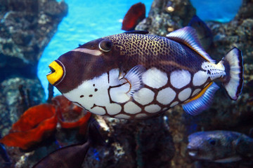 Tropical fish Balistoides conspilum.