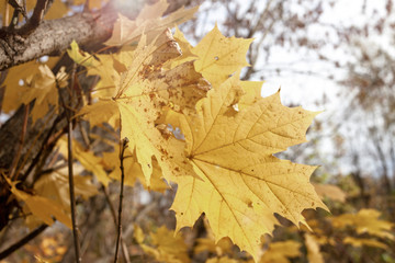 Naklejka na ściany i meble Yellowed leaves on a tree. Sunny weather, autumn.