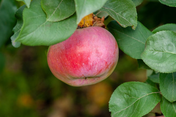 Red Ripe apples on a branch on a background of green foliage. Close-up on a sunny day