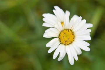 Close-up of a white autumn daisy on a blurry green background. 