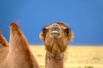 Bactrian camel portrait in steppe under storm sky, Mongolia