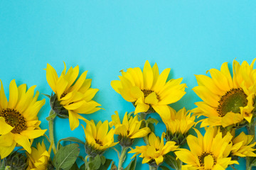 Beautiful sunflowers on a blue background. Bouquets of yellow flowers for the banner. View from above. Background with copy space.