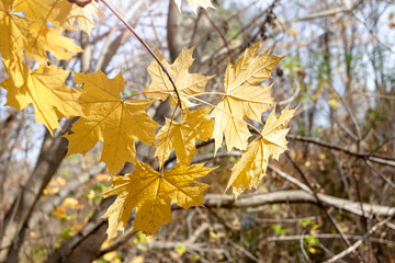 Yellowed leaves on a tree. Sunny weather, autumn.