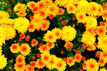 Orange and yellow chrysanthemums in gardening nursery. Chrysanthemums wallpaper. Floral bright blooming background. Close up.