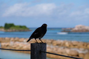 Bird in front of the sea