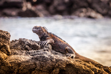 Republic of Ecuador. Iguana on a rocky shore. Lizard from the Galapagos Islands. Pacific ocean. Fauna of the Galapagos Islands. The Nature Of Ecuador. Sea iguana on the background of the ocean.