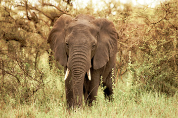 adult elephant in Central Africa, Ngorongoro National Park, Tanzania. A nice day of photographic safari in Africa. Wild tourism