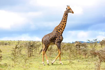 Schilderijen op glas Volwassen giraf in de Afrikaanse savanne, Ngorongoro National Park, Tanzania. Een mooie dag fotografische safari in Afrika. Wild toerisme © Hotcreatividad