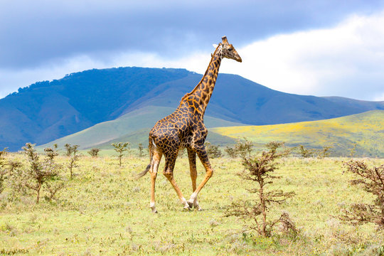 Adult giraffe in the African savannah, Ngorongoro National Park, Tanzania. A beautiful day of photographic safari in Africa. Wild tourism