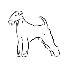 vector illustration of dog, Airedale terrier 