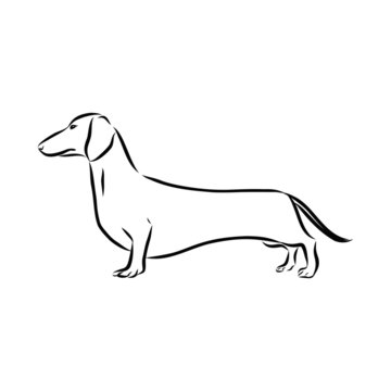 vector image of a dog, dachshund dog