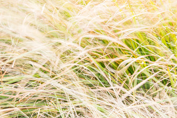 Impressionism meadow wildflower Stock Photos