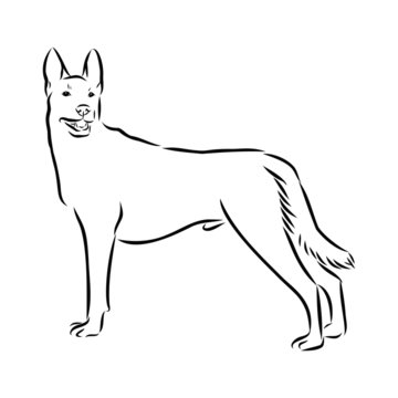 vector image of dog