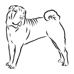 Shar Pei dog sketch, contour vector illustration 