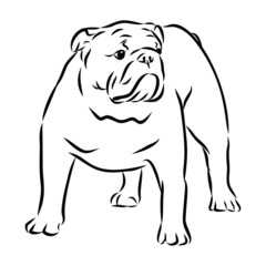 vector illustration of a dog English bulldog sketch 