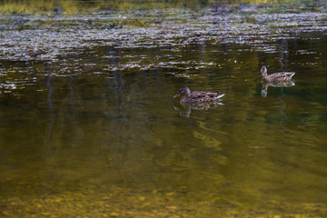 Ducks swiming in a lake, with autumn feeling