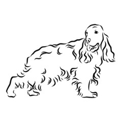 dog sketch, spaniel vector illustration 