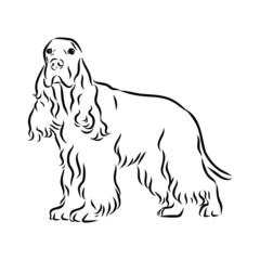 vector illustration of a dog, spaniel sketch 