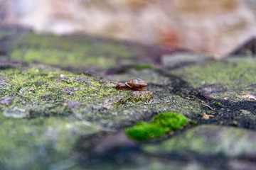 Schnecke